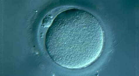 Oct 25, 2017 · the human egg, known as the ovum is the reproductive cell formed in the ovaries. Steps That Enable Human Stem Cells to Develop Into Egg Cells