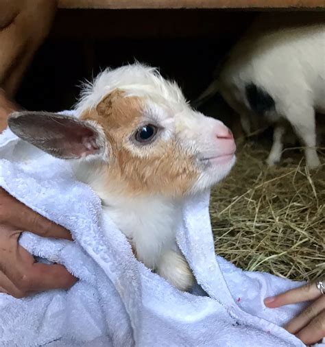 Our sweet Nigerian Dwarf Goats are therapy animals both on our farm and
