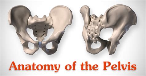 The bones are connected with each other via strong ligaments. Anatomy of the Pelvis | Proko