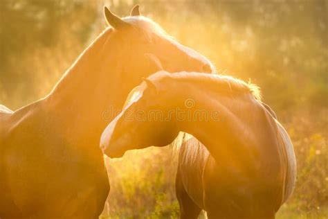 Horses At Sunrise Stock Image Image Of Sunny Connection 95895285
