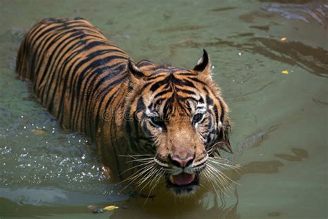 Close Up Photo Of A Sumatran Tiger Stock Image Image Of People