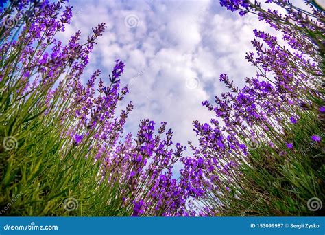 Beautiful Lavender Fields On A Sunny Day Lavender Blooming Scented