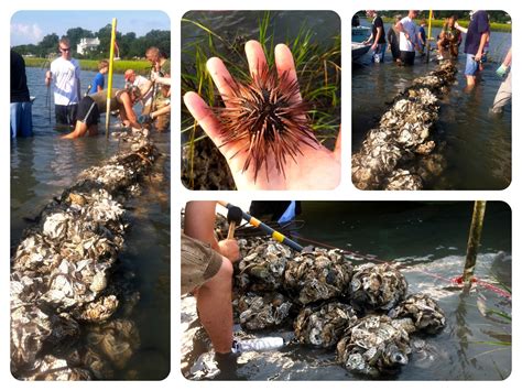 Building An Oyster Reef Community │fishsmith3s Blog