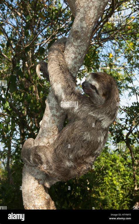 Brown Throated Three Toed Sloth Bradypus Variegatus Held Captive For