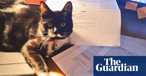 Paws For A Moment And Vote For Your Favourite Academic Cat Universities The Guardian