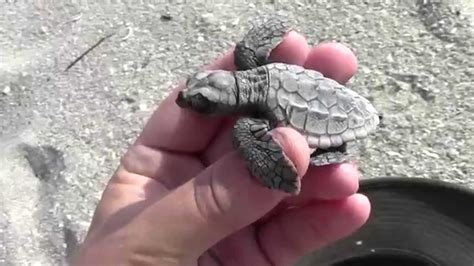 Loggerhead Sea Turtle Hatchling Rescue Youtube