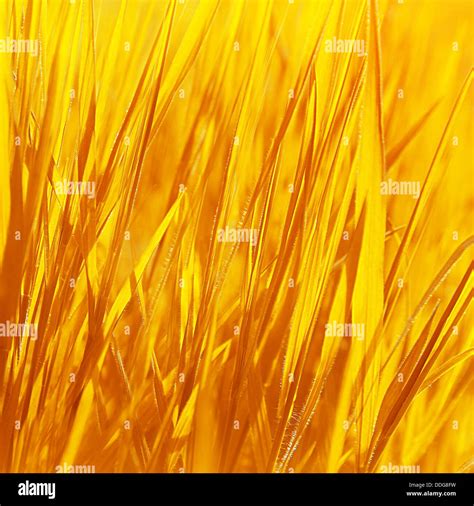 Dry Yellow Grass Background Autumn Nature Abstract Natural Backdrop