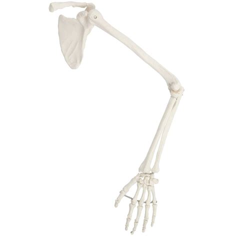 Axis Scientific Life Size Human Arm Skeleton With Clavicle Scapula