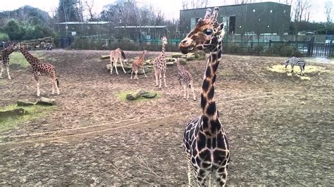 Giraffe In Dublin Zoo Ireland Youtube