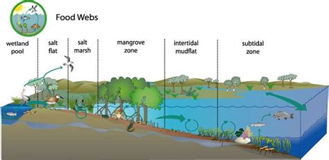 Pin On Food Webs