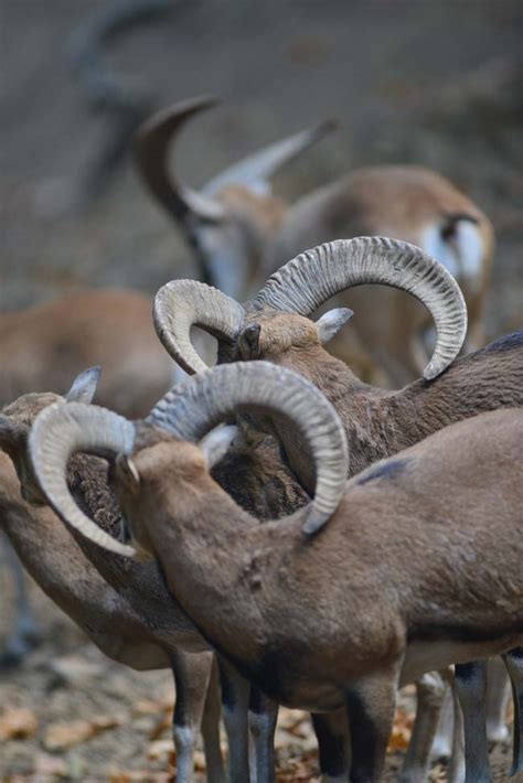 Cyprus Mouflon Ovis Gmelini Ophion Ralfs Wildlife And Wild Places