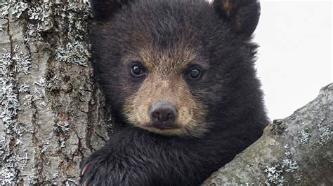 Bear Cub In A Tree 1920 × 1080 Wallpapers