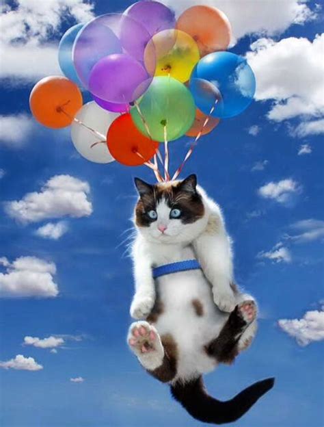 I Dont Think They Have Enough Balloons Tied On To Lift This Fat Cat