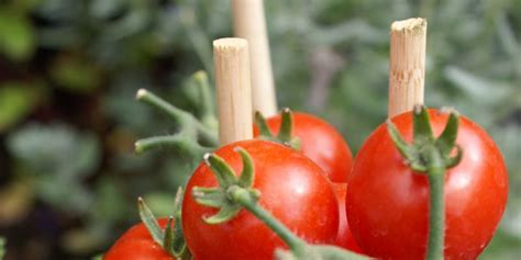 Cara Budidaya Tomat Secara Organik Raden Pedia