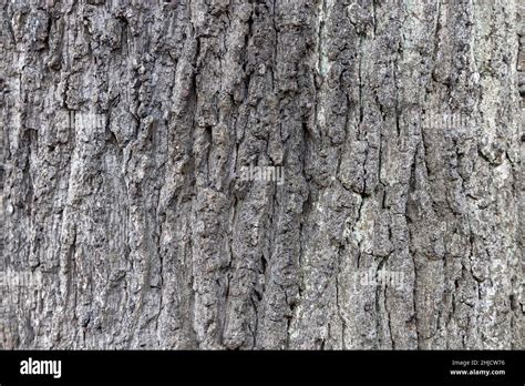 An Very Old Tree Bark With Its Structure Stock Photo Alamy