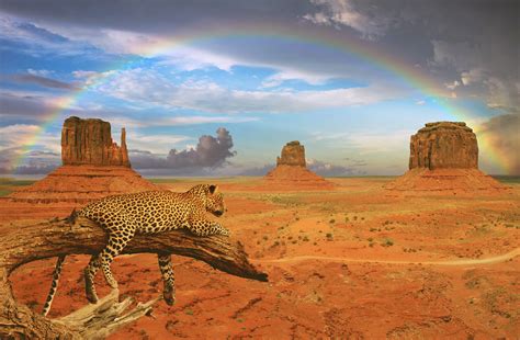 Fantasy Leopard Rainbow Hd Animals 4k Wallpapers Images