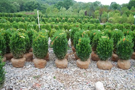 Evergreen Shrubs Planters Choice
