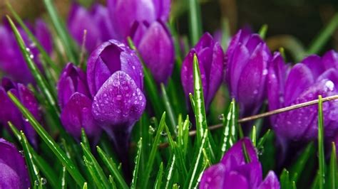 Purple Strange Flowers Wallpapers | HD Wallpapers | ID #5725