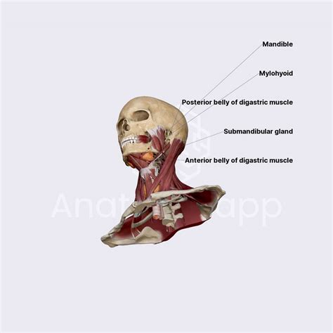 Submandibular Gland Salivary Glands Head And Neck Anatomyapp