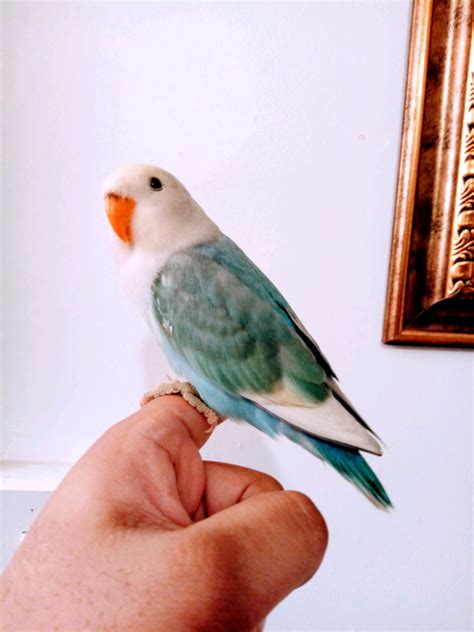 Turquoise Opaline Lovebird Noah Tamed Rehome And Budgies In Richmond