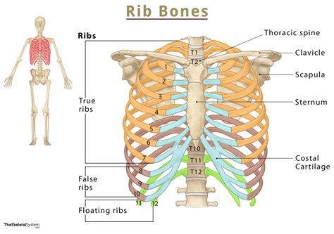 The Ribs Location Anatomy Functions Labeled Diagram
