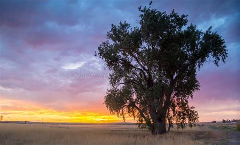 Eastern Colorado Grass Plains And Tree Sunset Stock Image Image Of