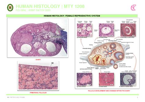 Histology Of Female Reproductive System Schemes And Mind Maps Anatomy