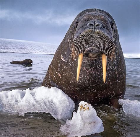 A Walrus Courtesy Of National Geographic Pics