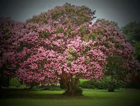 Allysonsflowers.com has been visited by 10k+ users in the past month Old Crepe Myrtle Tree: Tarboro, NC | Myrtle tree, Crepe ...