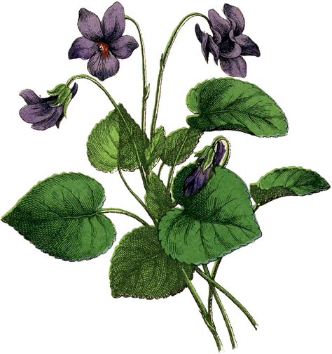 15 Purple Flowers Images Beautiful Botanical Drawings Vintage