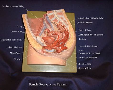 Female Reproductive System Model Ovaries
