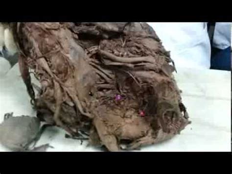 Consist of the following models: female internal organs - YouTube