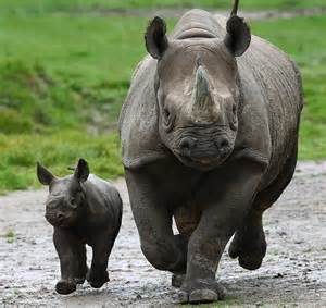 Baby Black Rhino Is First Born At Howletts Wild Animal Park In Its 40
