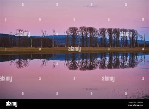 Common Aspen Populus Tremula Trees With Reflection In The Water At