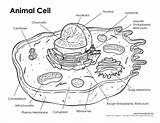 Coloring Cell Animal Popular sketch template