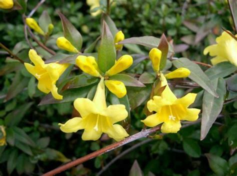 Yellow Jessamine Carolina Jessamine Everlasting Trumpetflower Yellow