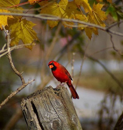 The State Bird Of Ohio Mr Cardinal By Thelearnedfoot On Flickr