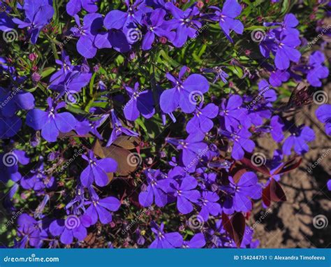 Blue Trailing Lobelia Flowers Close Uo Shot Stock Image Image Of