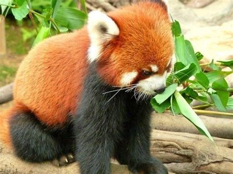 Baby Red Panda Buzzfeed Mobile Pics Pinterest So