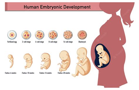 Free Vector Human Embryonic Development In Human Infographic