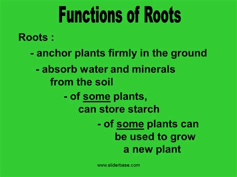 Do Pine Trees Have Deep Roots - Will Pine Tree Roots Damage A Foundation