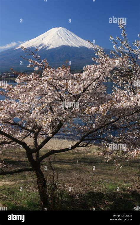 Mount Fuji Honshu Japan Asia Sakura Cherry Blossom Tree Japanese