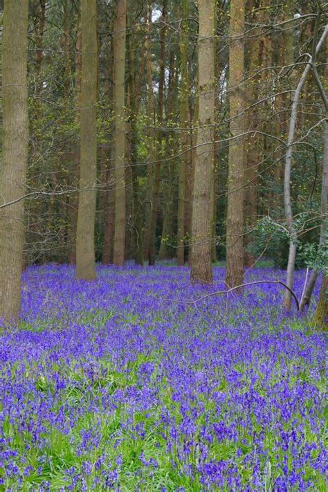 Spring Bluebells In The Uk Gorgeous Bluebells Tree Heaven