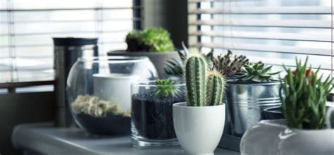 Sturdy Indoor Plants That Will Breathe Life Into Your Home Jackson