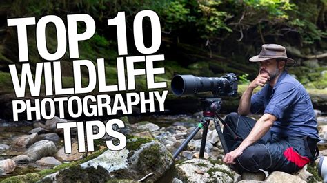 Top 10 Wildlife Photography Tips You Must Follow How To Become Better