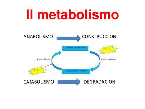 Anabolismo Proceso Metabolico Definicion Funciones Y Enfermedades Images