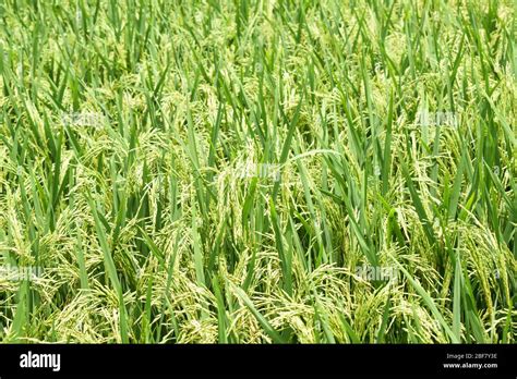 Aerial View Of A Beautiful Green Color Paddy Field With Full Of Fresh