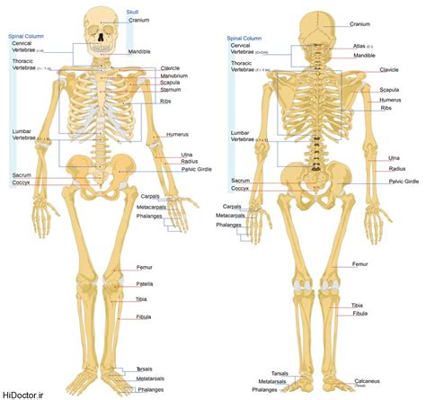 Cut out and glue fronts and backs of hands, feet, pelvis, and shoulder blades together. انواع استخوان بر حسب شکل