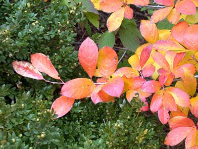 Fast growing flowering trees in michigan. Smart trees and shrubs suitable for Michigan landscapes ...