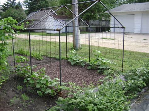 The Ultimate Trellis For Growing Climbing Plants Produces Clean